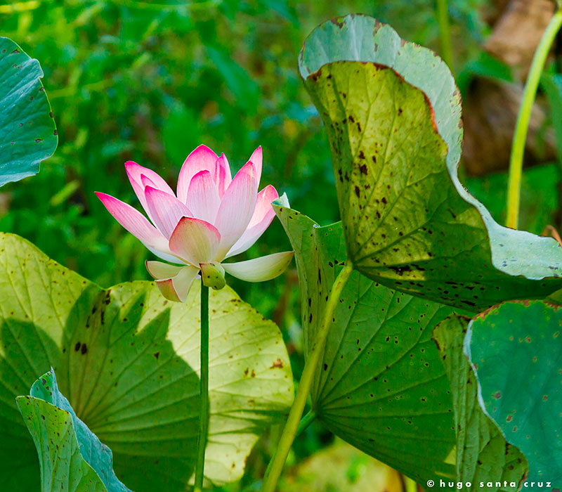 Copia-de-Lotus-flower-2
