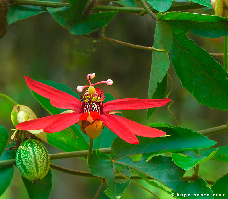 Copia-de-PASSIFLORA-VITIFOLIA