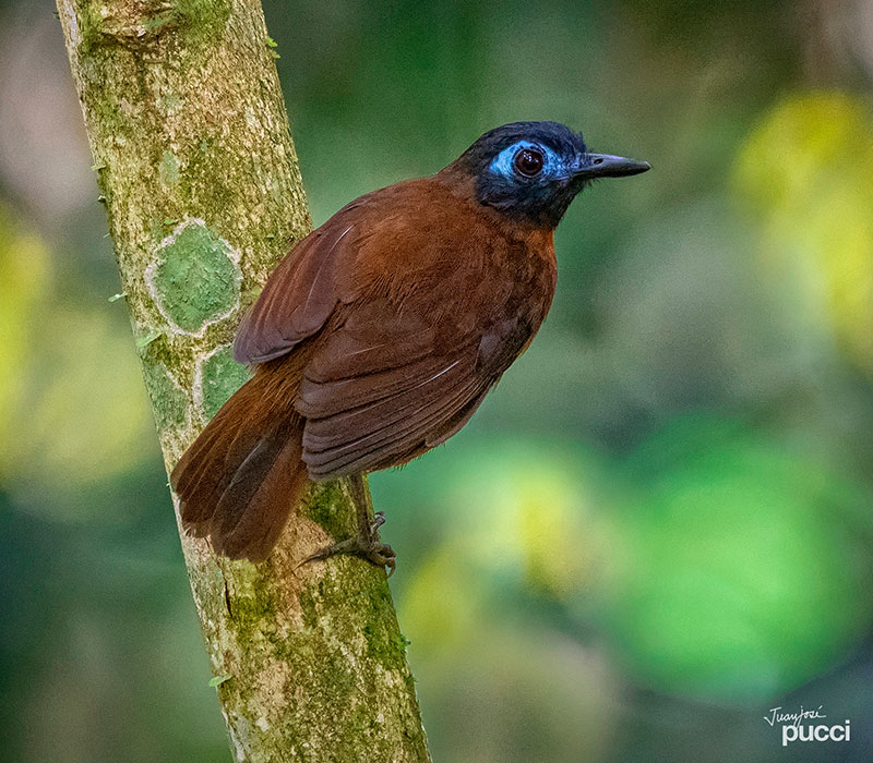 _DSC0967-Chestnut-backed-Antbird-1