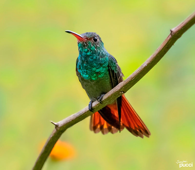 _DSC1367-colibri-Rabirrufo-1-(1)