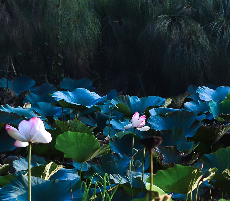 jardin-de-lotus-en-MACAW